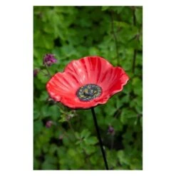 Voederschaal Klaproos Met Prikker 10 Voederschaal Klaproos Met Prikker -Tuinadvies 1642067810 1 600