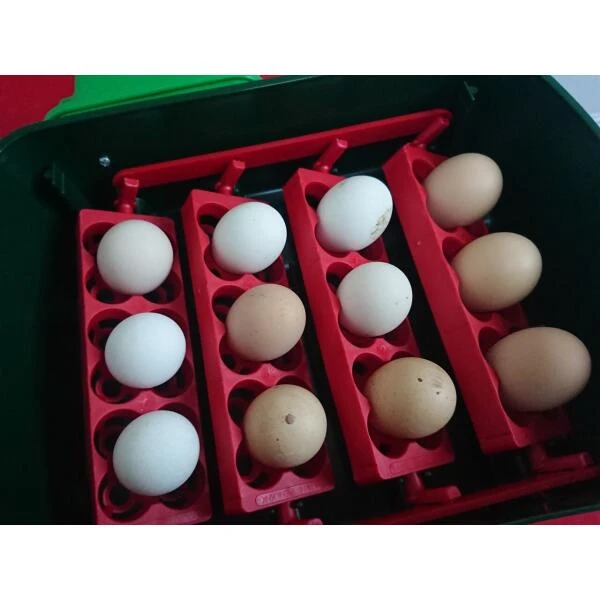 Broedmachine Met Automatische Kering - 12 Eieren 5 Broedmachine Met Automatische Kering - 12 Eieren - Afbeelding 3