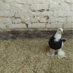 Hennep Strooisel Aubiose Bedding Pluimvee/duiven 20 Kg 7 Hennep Strooisel Aubiose Bedding Pluimvee/duiven 20 Kg -Tuinadvies henneplemen bedding pluimvee 20 kg 1620714388 2 600