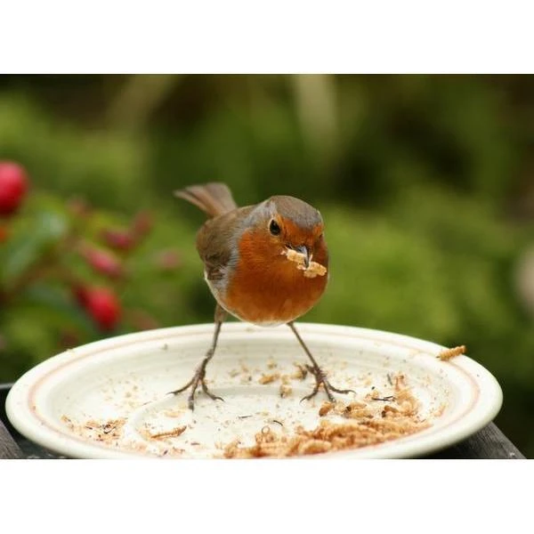 Gedroogde Meelwormen - 100 Gram 5 Gedroogde Meelwormen - 100 Gram - Afbeelding 3