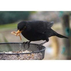 Gedroogde Meelwormen - 100 Gram 11 Gedroogde Meelwormen - 100 Gram -Tuinadvies meelwormen gevriesdroogd 100g 1484053488 4 600