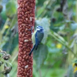 Pindanoten Ongepeld In Net - 1 Kg -Tuinadvies pindanoten in net 1 kg 1538476152 2 600