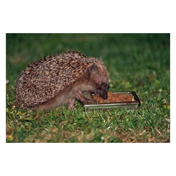 Egel Voerbak Keramiek 4 Egel Voerbak Keramiek - Afbeelding 2