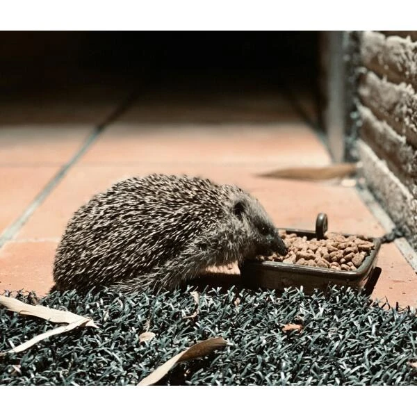 Egel Voerbak Keramiek 3 Egel Voerbak Keramiek