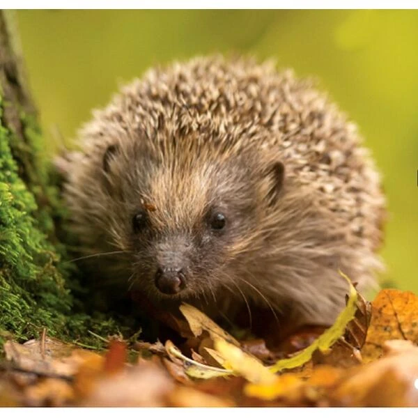 Waterschaal Egels Keramiek 4 Waterschaal Egels Keramiek - Afbeelding 2